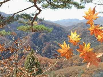 唐山壹号瓷器价格,唐山壹号瓷器价格表